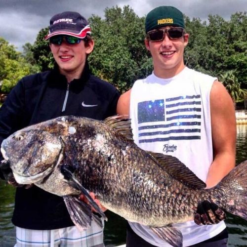black drum fish caught in destin bay by panhandle fishing charters